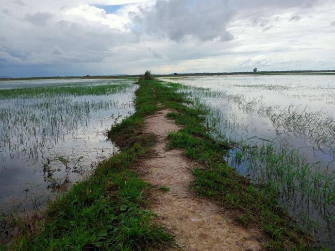 ទឹកទាបឆ្នាំនេះជាក្ដីបារម្ភដល់គម្រោងអភិរក្សតំបន់ដីសើមនៅបឹងព្រែកល្ពៅជាទីជម្រកសត្វក្រៀល