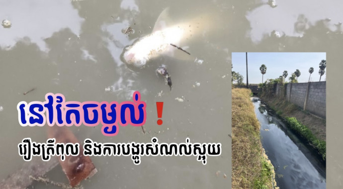 ពលរដ្ឋថា ទឹកស្អុយពណ៌ខ្មៅខាប់បង្ហូរចេញពីរោងចក្រស្វាយបន្ទាប់មកឃើញត្រីងាប់ និងគោក៏មិនផឹក